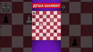 💥ДУША ШАХМАТ #chesspuzzle #шахматныезадачи #шахматы #chess