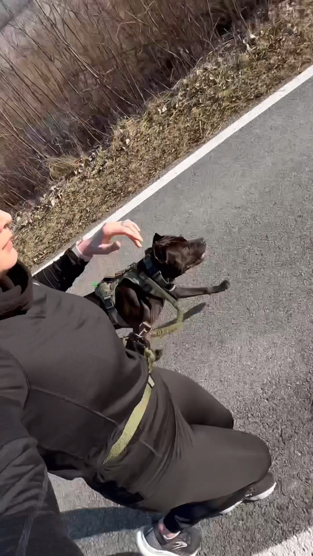 Running 7 Miles With My Pitbull For The FIRST Time We Trained Up For Running 7 Miles With My Pitbull For The FIRST Time We Trained Up For