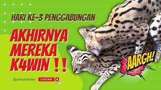 VIDI VICI K4WIN DI HARI KE3 PENGGABUNGAN ‼ | Caracal Serval