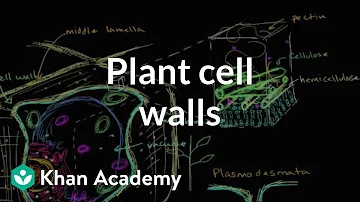 What are the types of cell wall?