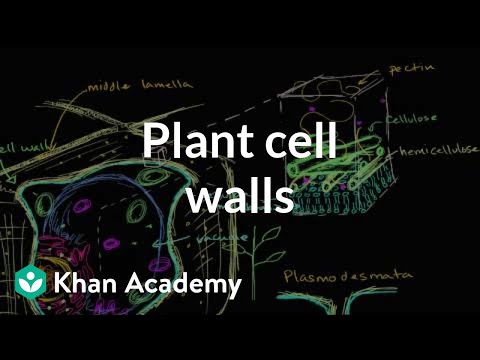 Video: Keçirməz hüceyrə membranları varmı?