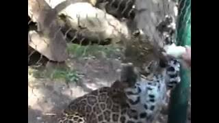 FeedingZoo Animals Fail