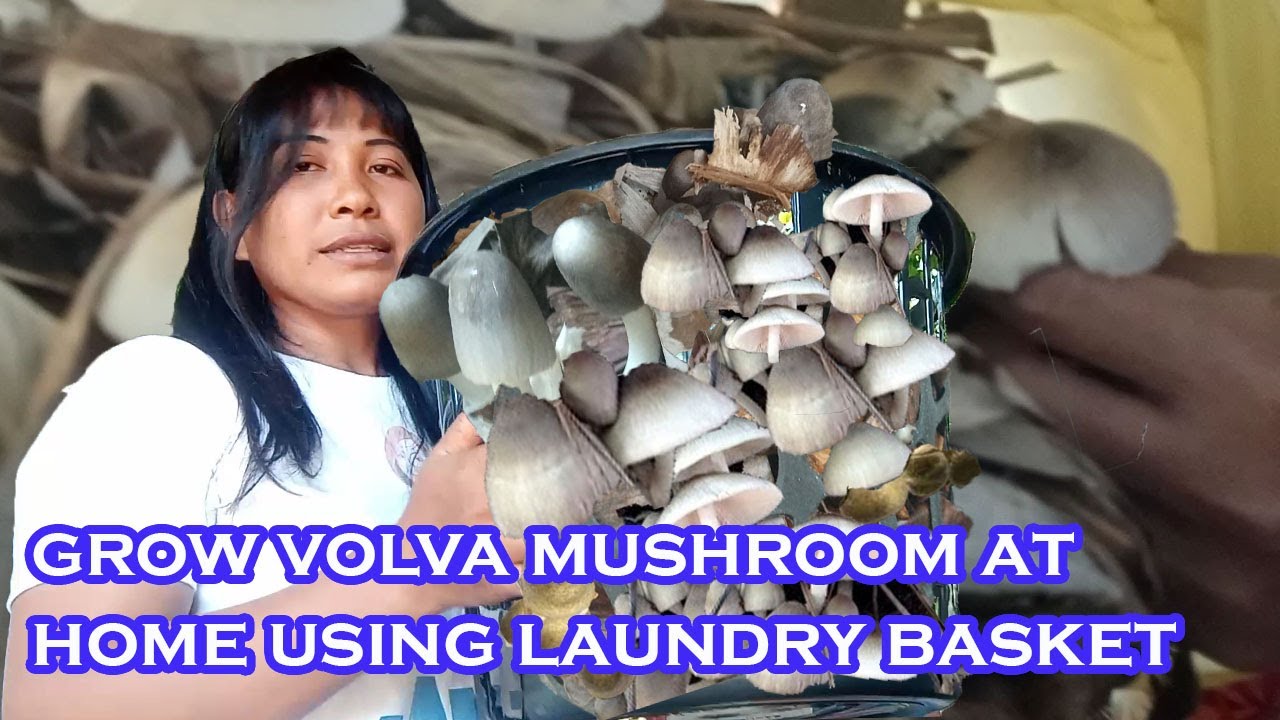 MUSHROOM SA LAUNDRY BASKET PAANO MAGPATUBO! VOLVARIELLA MUSHROOMS