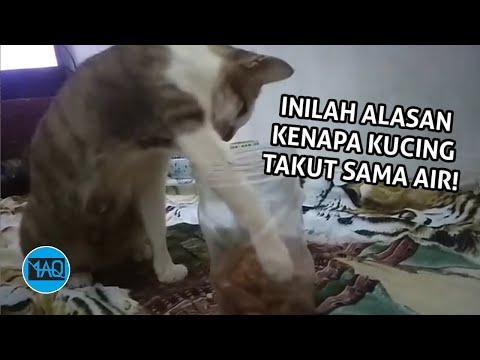 Video: Mengapa Kucing Membutuhkan Air