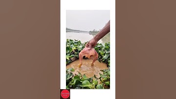 Anh Chàng Rửa Gà Bắt Được Cá To.