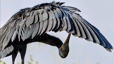 4k video | Heron Preening it