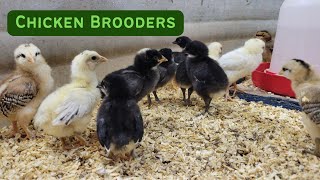 How to set up an indoor chicken brooder by Broken Arrow Farm 187 views 5 days ago 6 minutes, 18 seconds