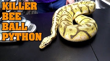 Meet Electra!  Killer bee ball python. Why she is SPECIAL.
