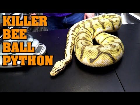 Meet Electra!  Killer bee ball python. Why she is SPECIAL.