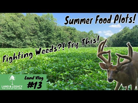 summer-food-plots---how-to-control-weeds