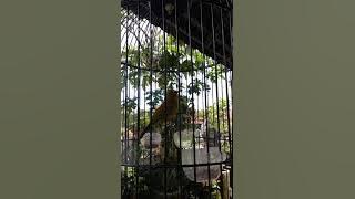 Desersi - pleci nembak unik