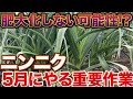 【必ずやって】5月にニンニクにやって欲しい肥大化に必要なお世話とは?