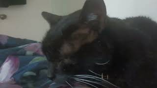Yesterday Blacky Vomits on Me; Today he is Feeling Better!
Yesterday Blacky Vomits on Me; Today he is Feeling Better! Yesterday Blacky Vomits on Me; Today he is Feeling Better!