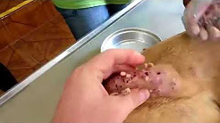 larvas de mosca en la piel video