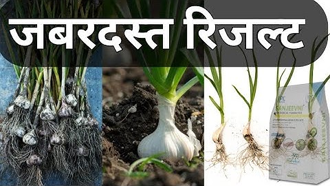 Grow Stronger Plants Naturally: How Trichoderma Enhances Root Health