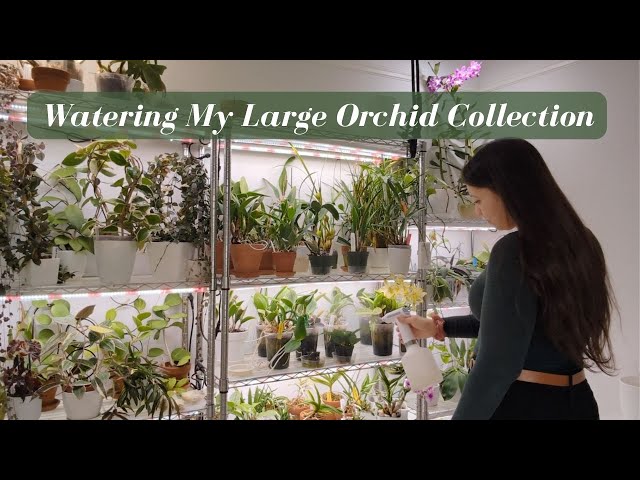 How I Water & Fertilize My Large Collection of 200 Orchids, Hoyas & Plants | Part 2 class=
