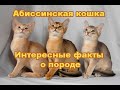 Абиссинская порода кошек