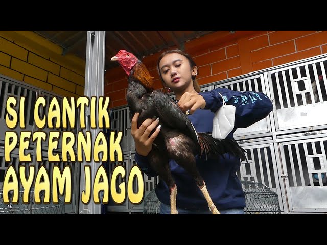 CEWEK CANTIK SUKSES JADI PETERNAK AYAM JAGO class=