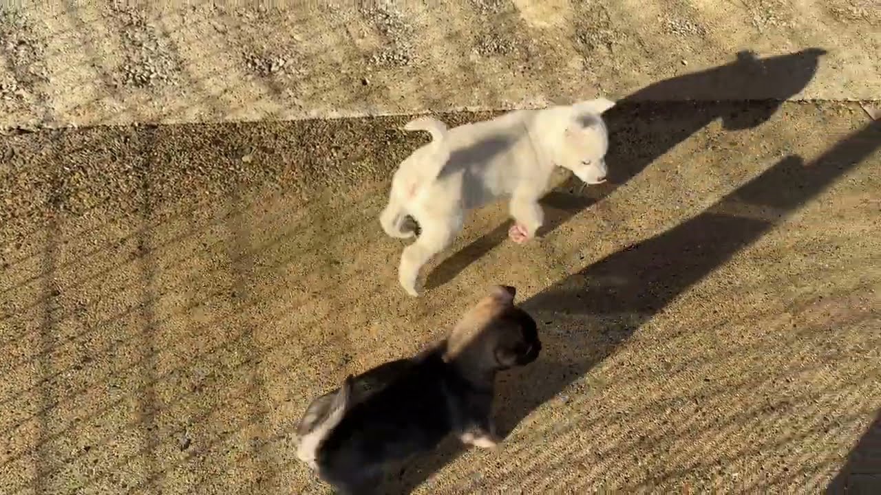 紀州犬男子11月25日生まれwatan