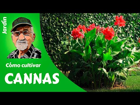 Video: Plantar Y Cuidar La Flor De Canna (22 Fotos): Crecer En El Jardín En Campo Abierto. ¿Cómo Cuidar En Casa? ¿Cómo Plantar Una Planta En Un Apartamento?