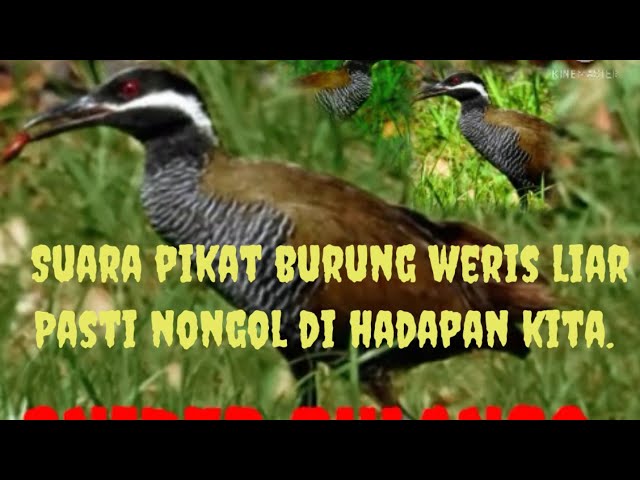 suara pikat burung weris liar class=