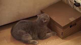 Кот Ники (скоттиш фолд) пытается отключить интернет Кот Ники (скоттиш фолд) пытается отключить интернет