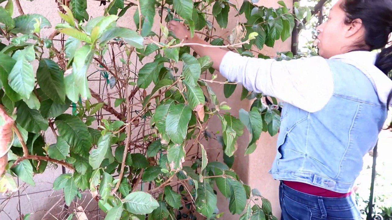 TRIMMING MY PINK GUAVA TREE: Its growing Especially in a container