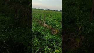 prediksi harga cabe merah keriting