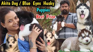 American Akita Puppies | Blue Eyes Husky Puppies | how to select dogs | Extoic dog breeds GUARD Dogs