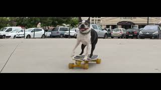 Skateboarding dogs Mia & Guizmo by Neotuxedo LEE 363 views 5 months ago 1 minute, 21 seconds
