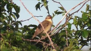 Sedge Warbler singing.