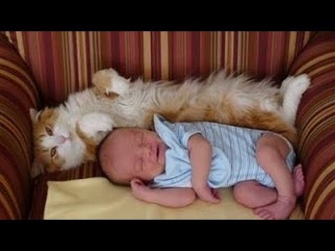 Ce chat et ce bébé sont inséparables