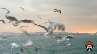 Martı Deniz Instagram Gönderi