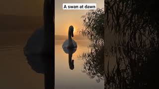 A Swan At Dawn. Elegance