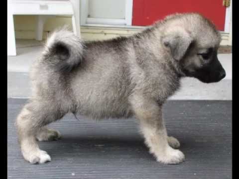 norwegian puppy