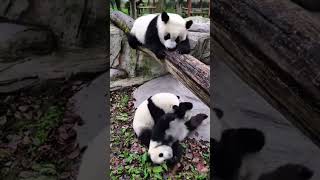 Funny Panda Show 9