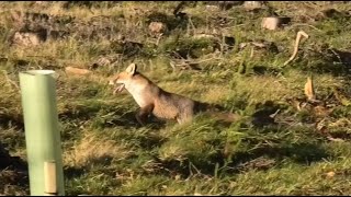 Exhausted fox chased by a pack of hounds in the Scottish Borders