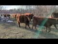 Cattle herd Nov 2023
