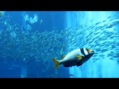 The Lost Chambers Aquarium | Dubai | Biggest Aquarium | Aquarium | Aquarium Fish  My Vlog in Kannada
