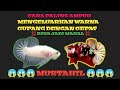 CARA MENGELUARKAN WARNA PADA TUBUH IKAN CUPANG (MUTASI WARNA)
