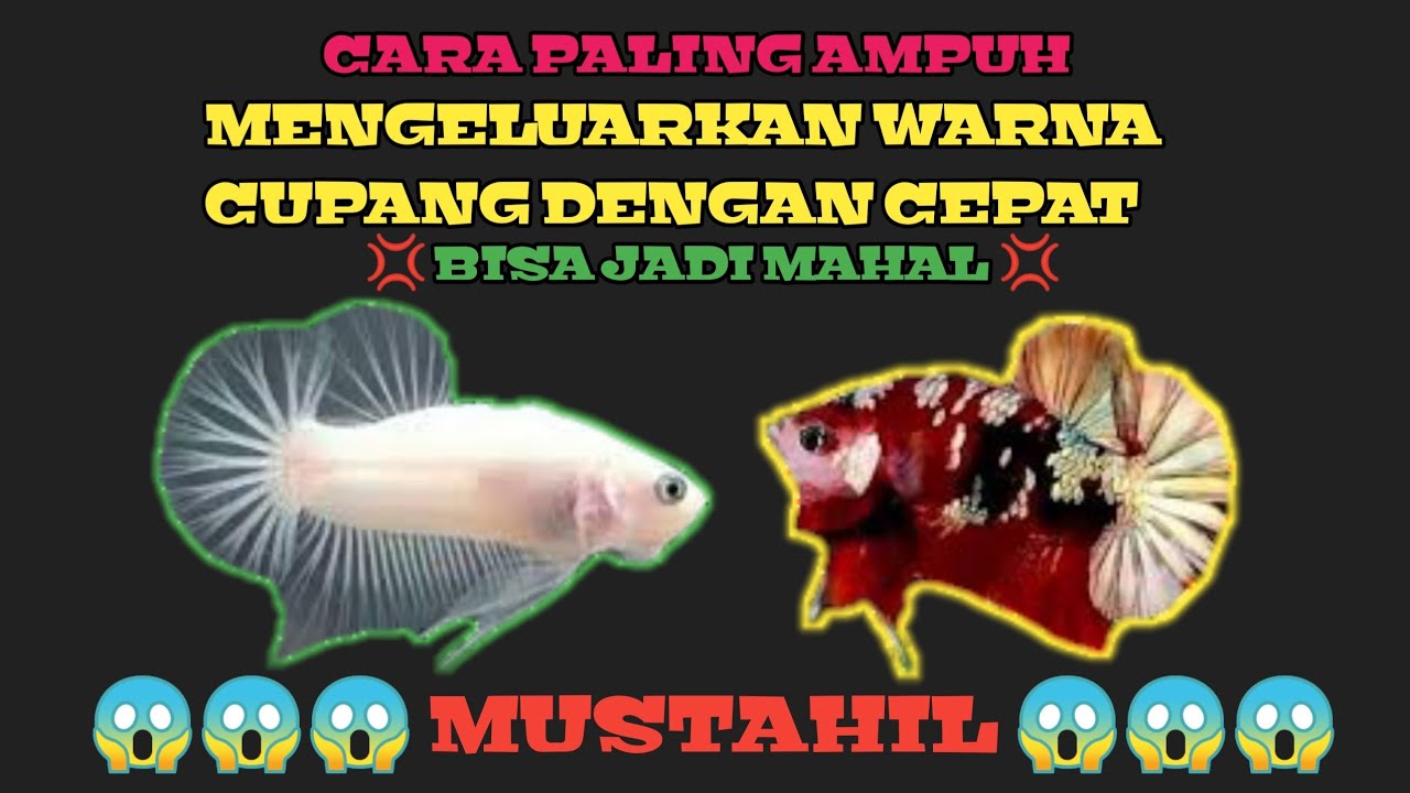 БЫСТРО ВЫДАЙТЕ ЦВЕТ ЧАШКИ