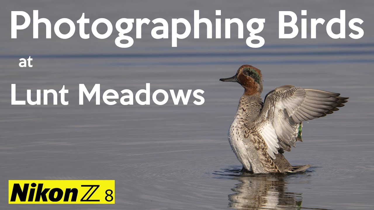 Photographing wild birds at Lunt Meadows Nature Reserve   Nikon Z8