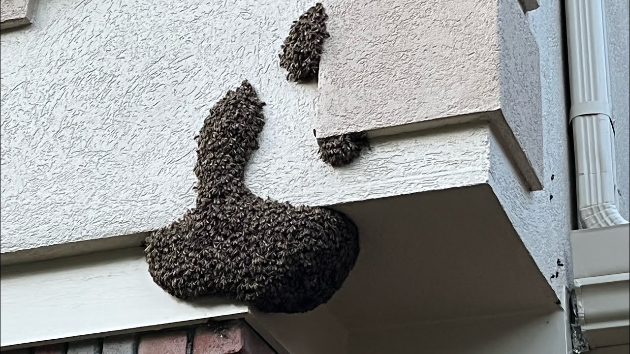 Swarm Lands on House, Bee Vac Removal