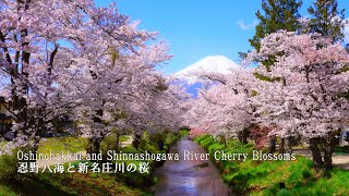 [The most beautiful village in Japan] Sakura in full bloom at Oshinohakkai were the best! by Japan Travel Walk 85,297 views 1 month ago 29 minutes