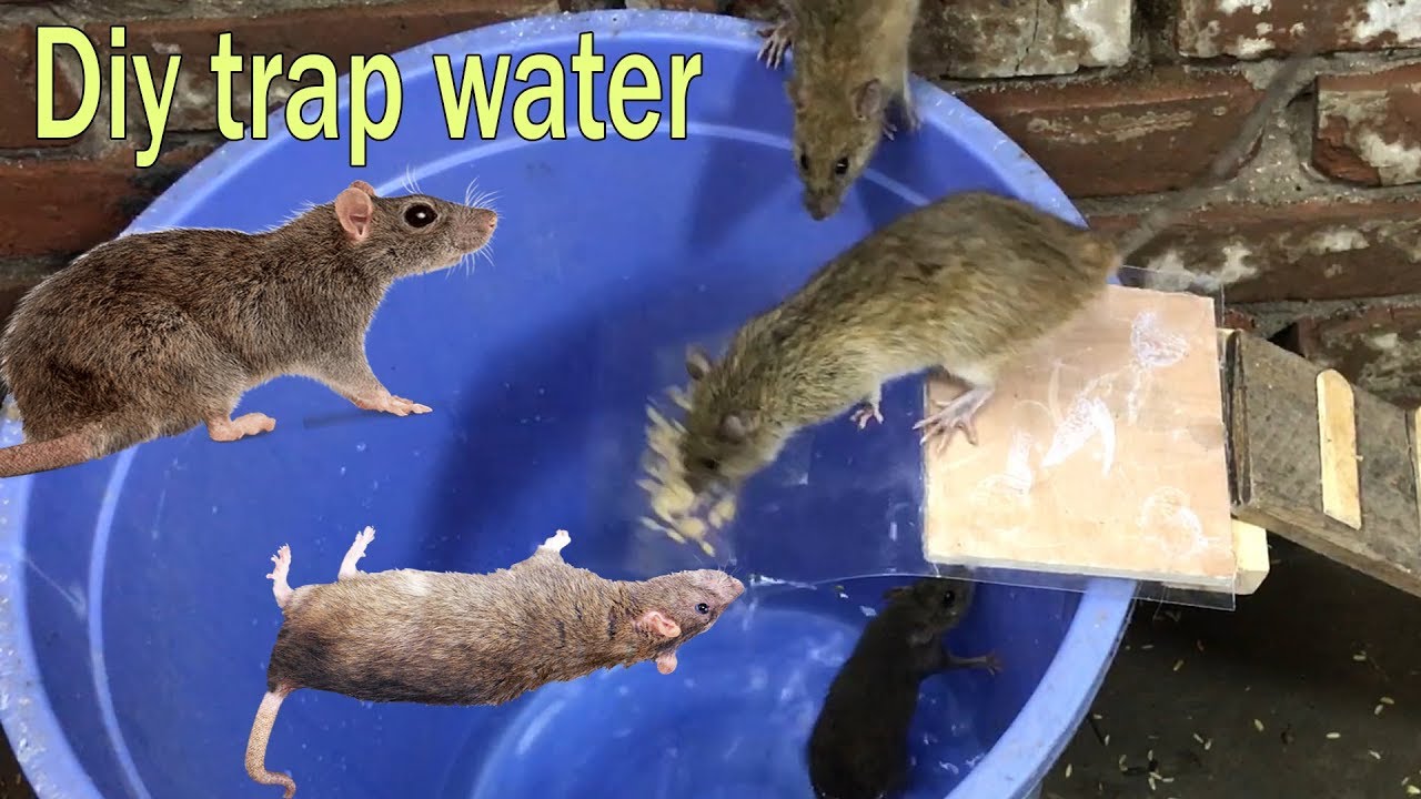 house mice deterrent DIY Mouse Trap Water 🐀🐀 10 Mice in trapped one night 🐭 How to make Mouse/ Rat trap 👍🐀🐀
