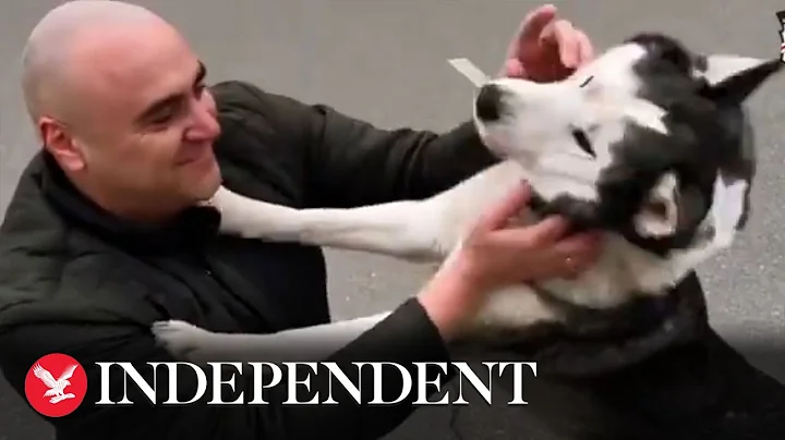 Emotional moment husky meets owner in war-torn Buc...