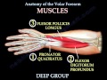 Anatomy Of The Volar Forearm Part 1 - Everything You Need To Know - Dr. Nabil Ebraheim