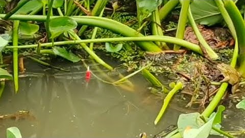 Câu Trê.Rô.Mấy khi Gặp Cảnh Này.|nature fishing.tranchungcuchi