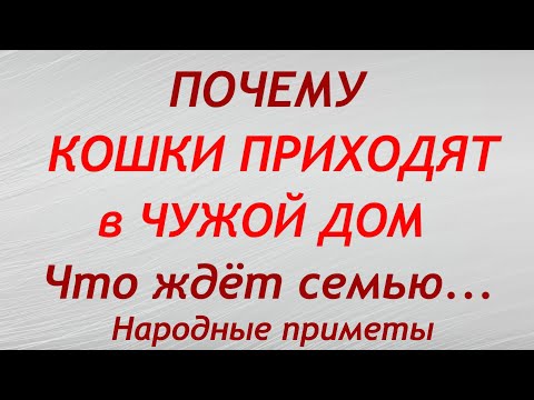 Почему кошки приходят в чужой дом. Приметы и суеверия.