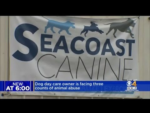 Video: Pet Scoop: Dog Tracks Down Owner v nemocnici, Cat hledá 